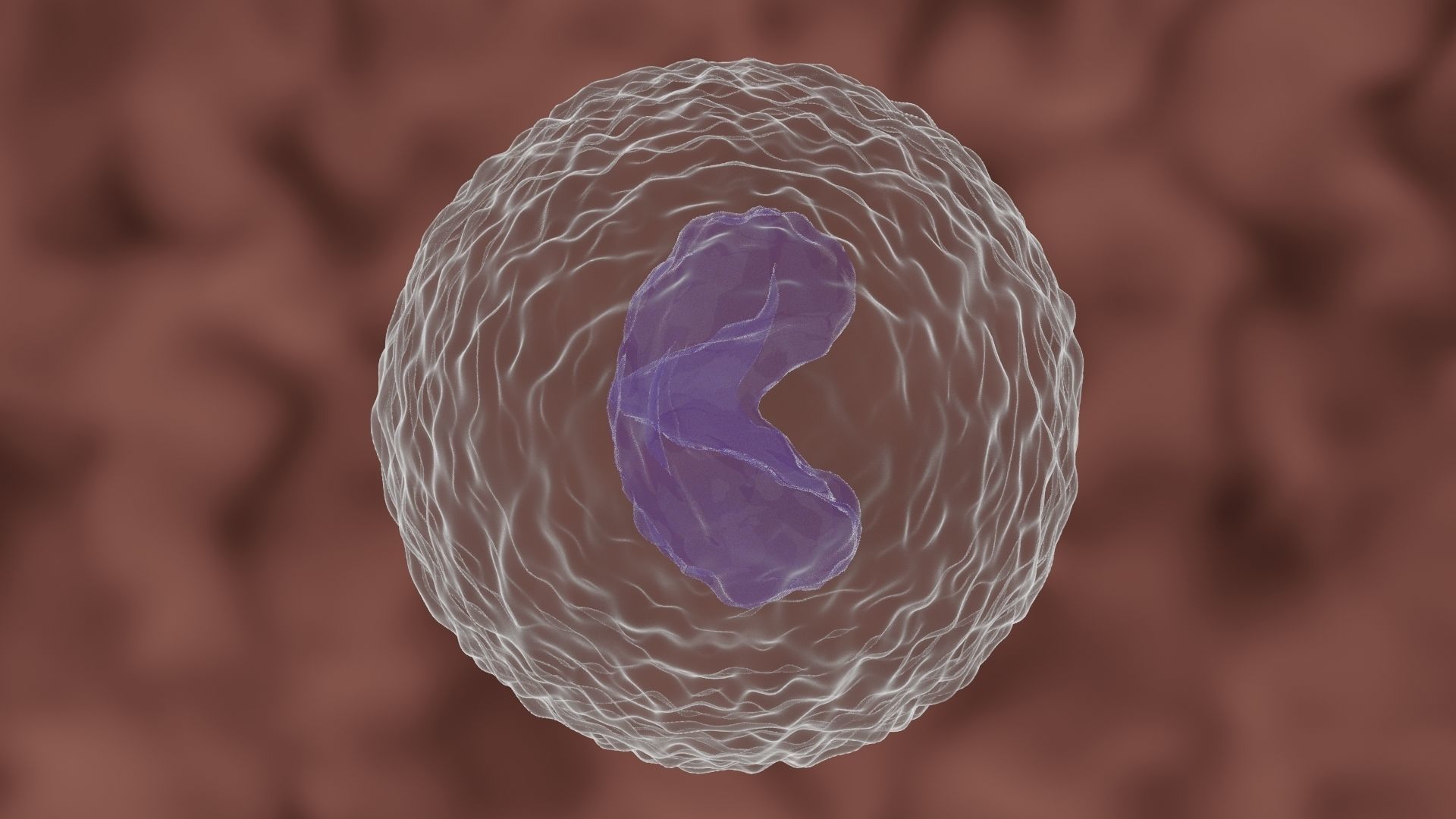 Monocyte cell 3D model_4