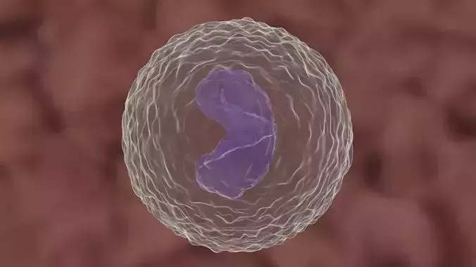 Monocyte cell