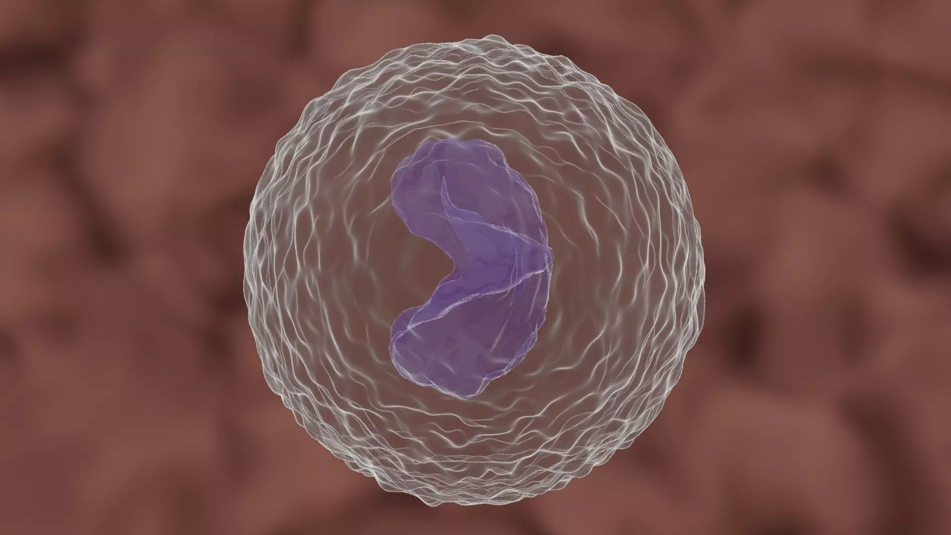 Monocyte cell 3D model_0