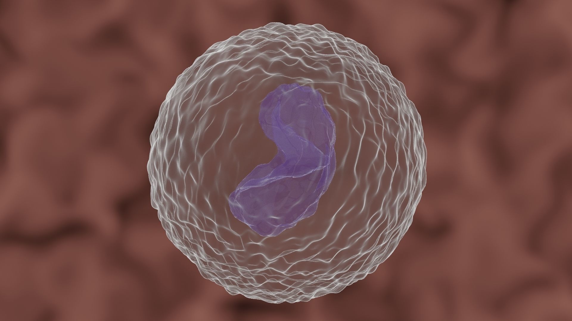 Monocyte cell 3D model_2