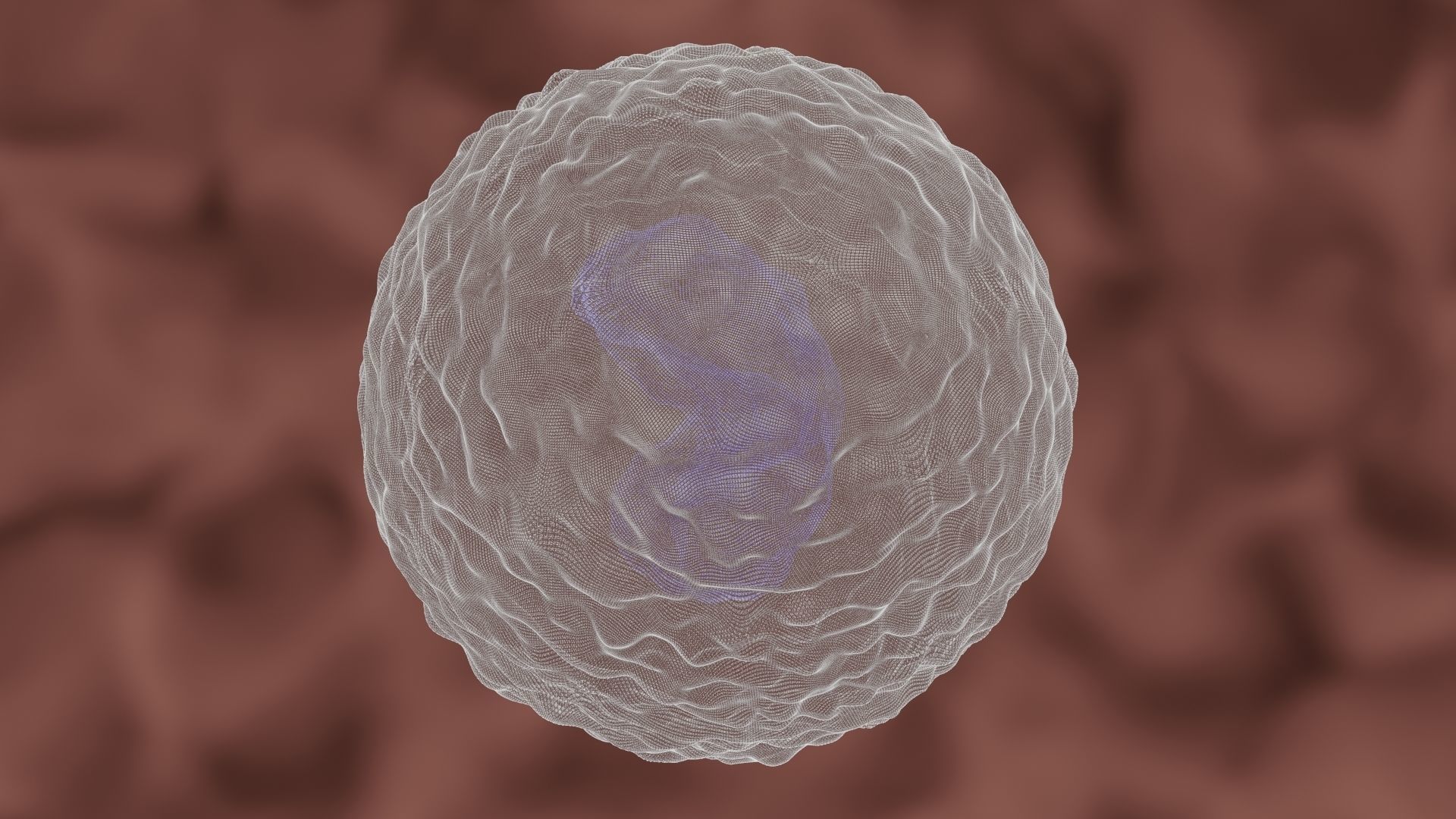 Monocyte cell 3D model_7