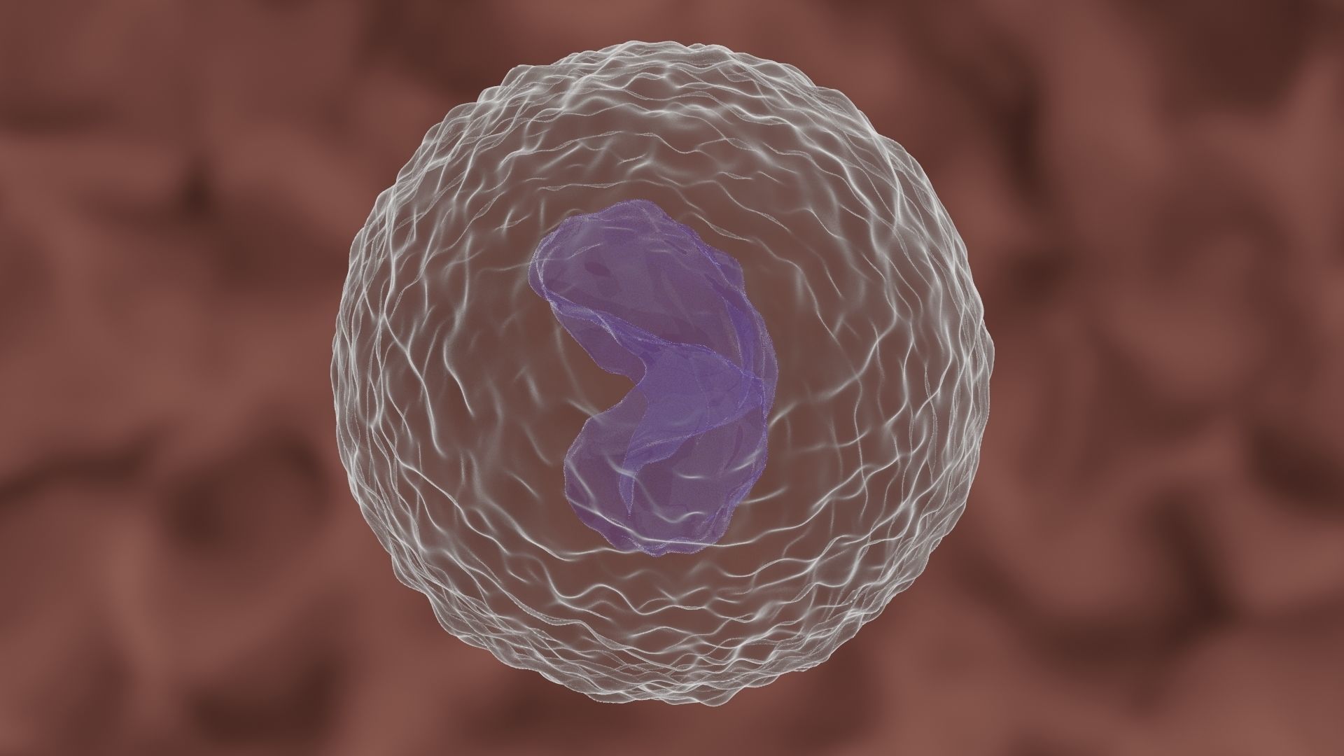 Monocyte cell 3D model_5