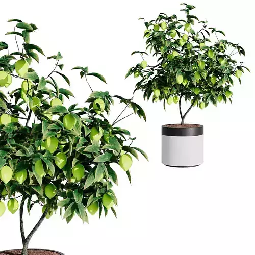 Tree Lemon Low-poly 3D model