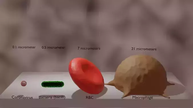 Macrophage RBC bacteria coronavirus in sizes