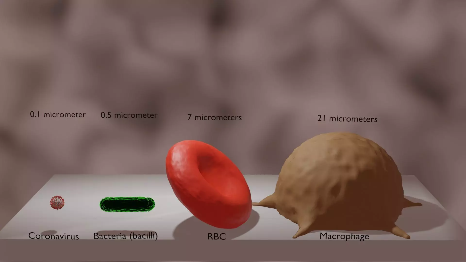 Macrophage RBC bacteria coronavirus in sizes 3D model