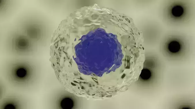 Cell with a big nucleus 3D model
