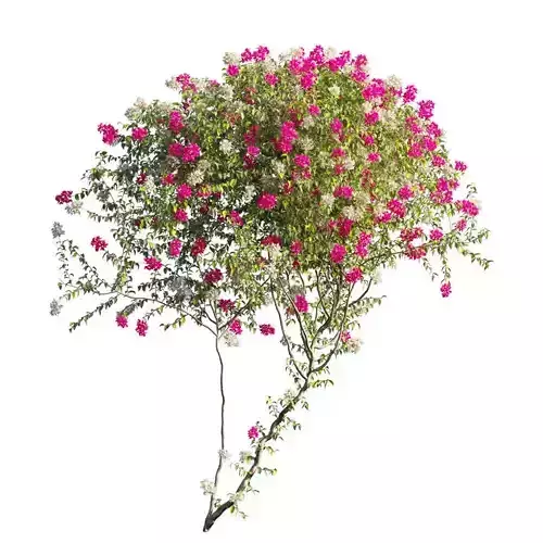 Bougainvillea plant set 68