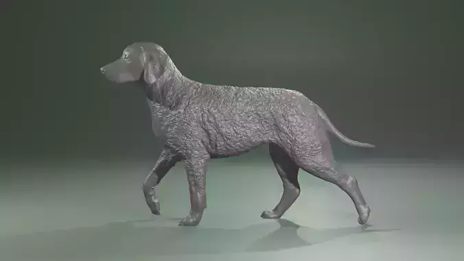 High Poly realistic walking Curly Coated Retriever Dog 3D print model