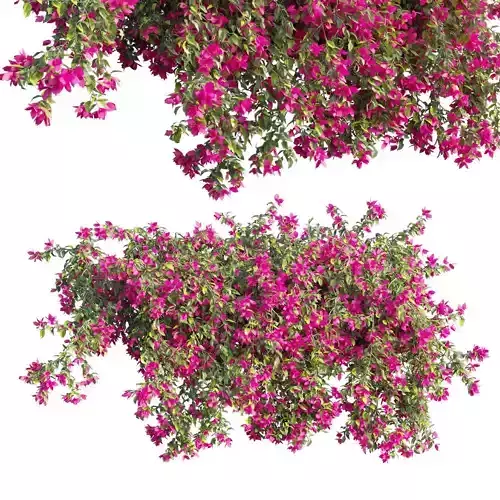 Bougainvillea plant set 69