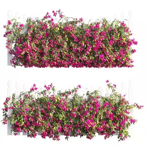 Bougainvillea plant set 70