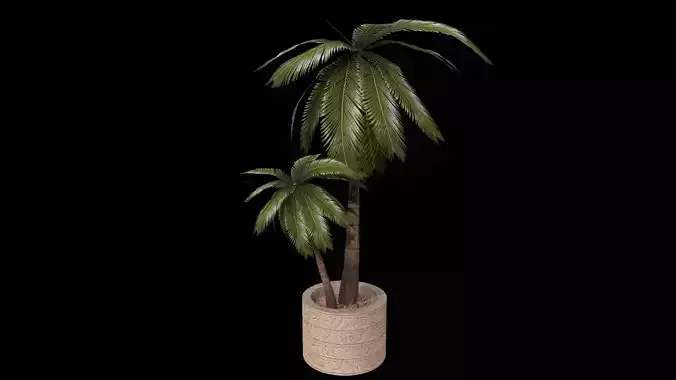 Coconut Tree in a pot