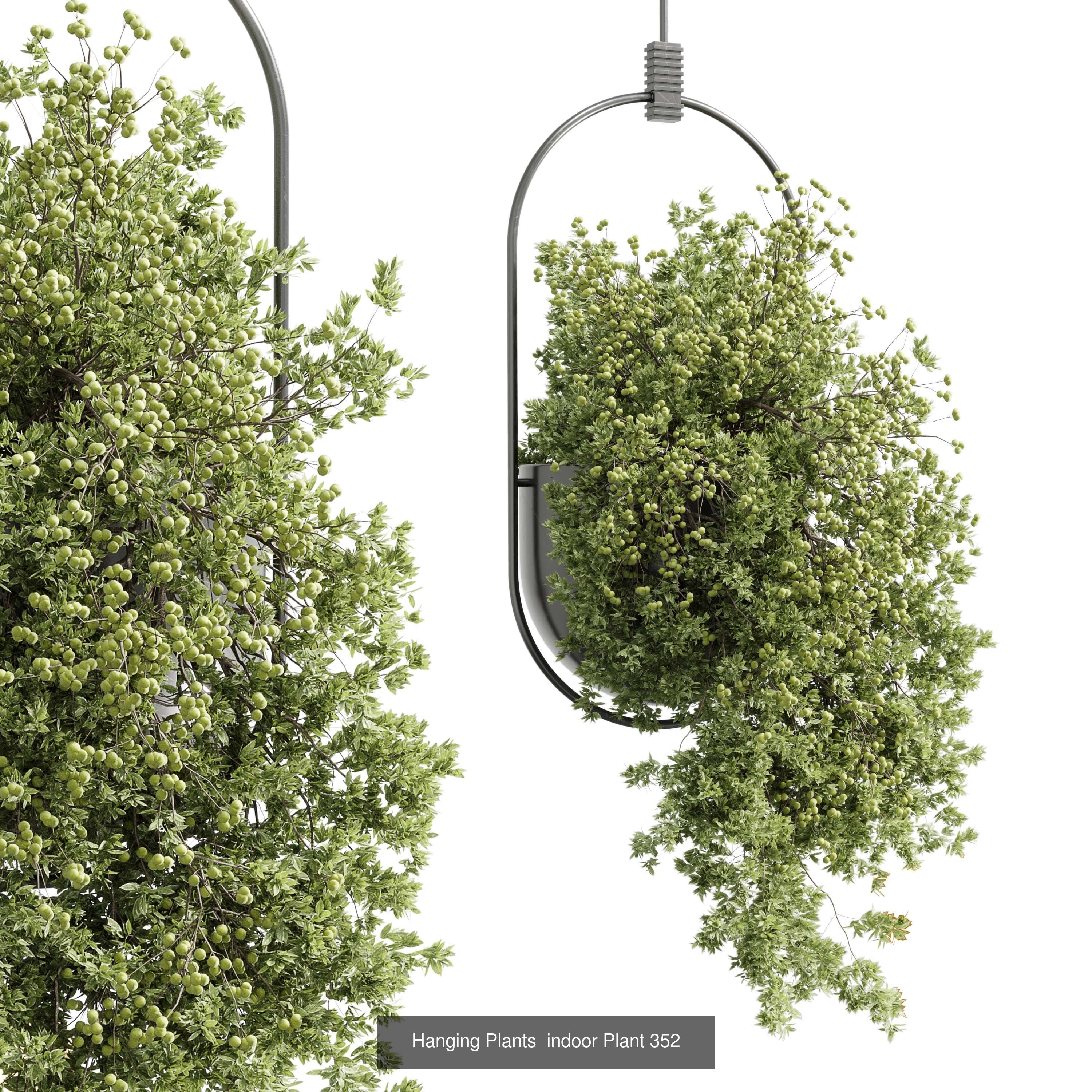 collection Indoor plants hanging pot _5