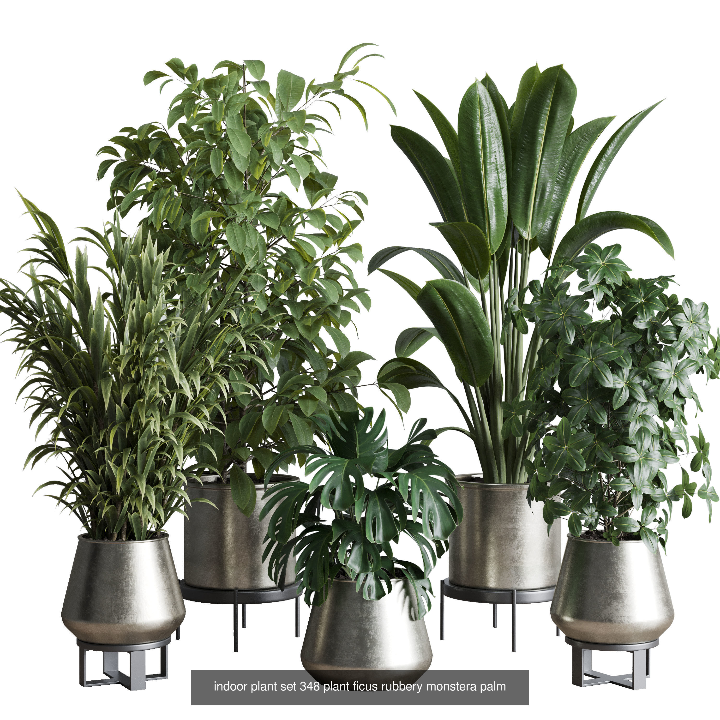 Indoor plant collection _5