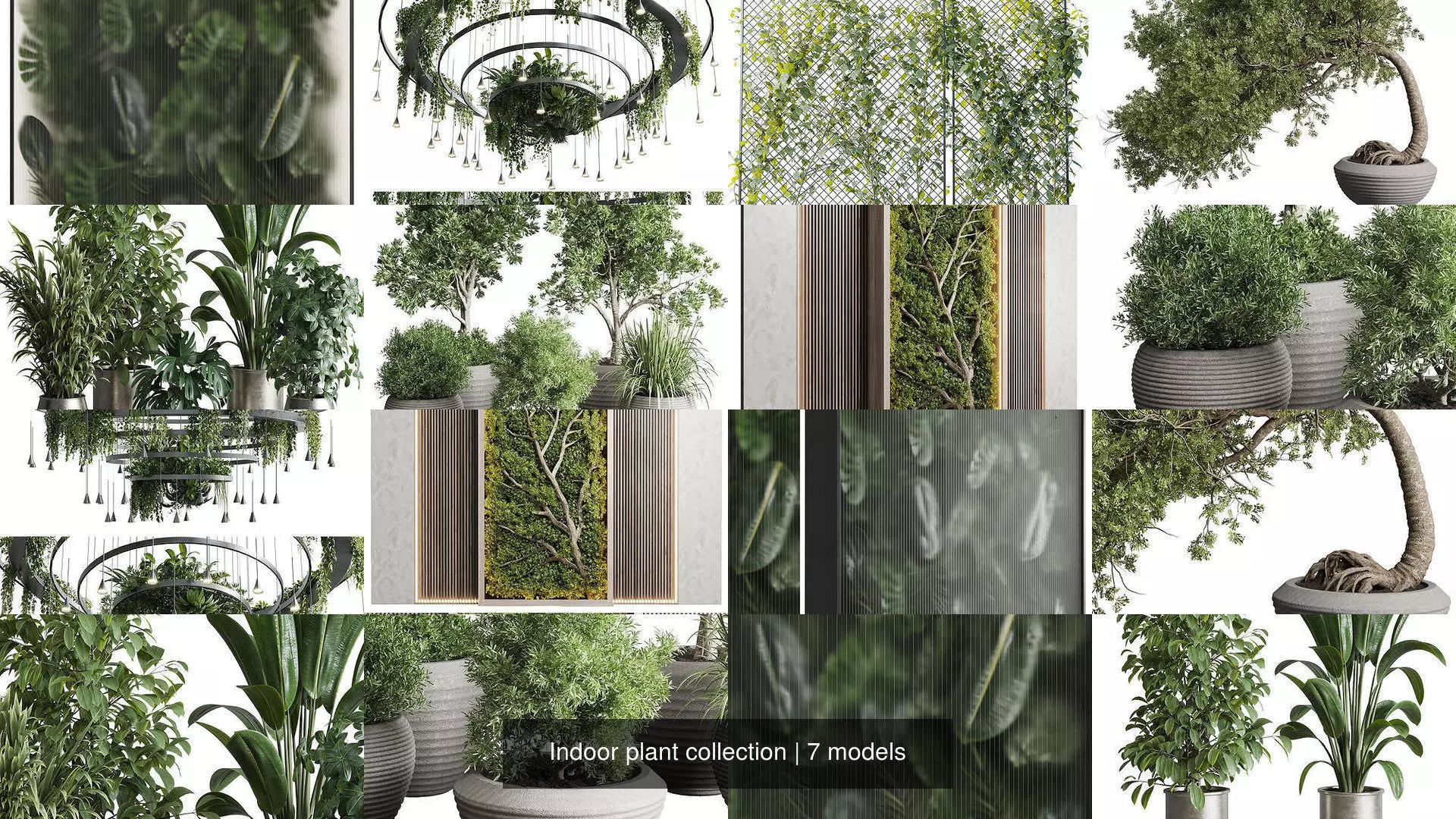 Indoor plant collection _0