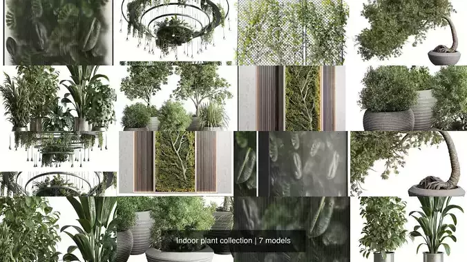 Indoor plant collection 