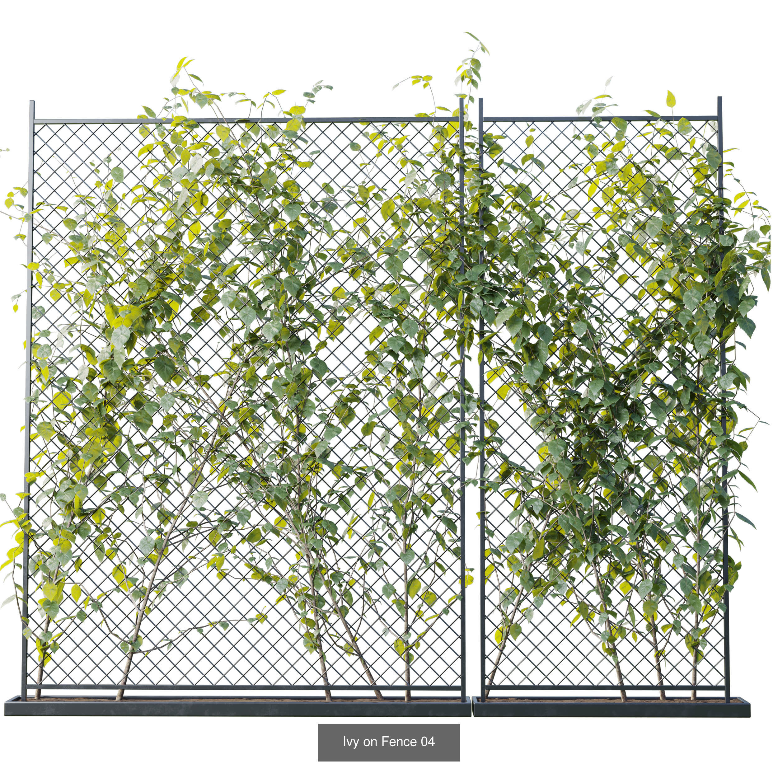 Indoor plant collection _3