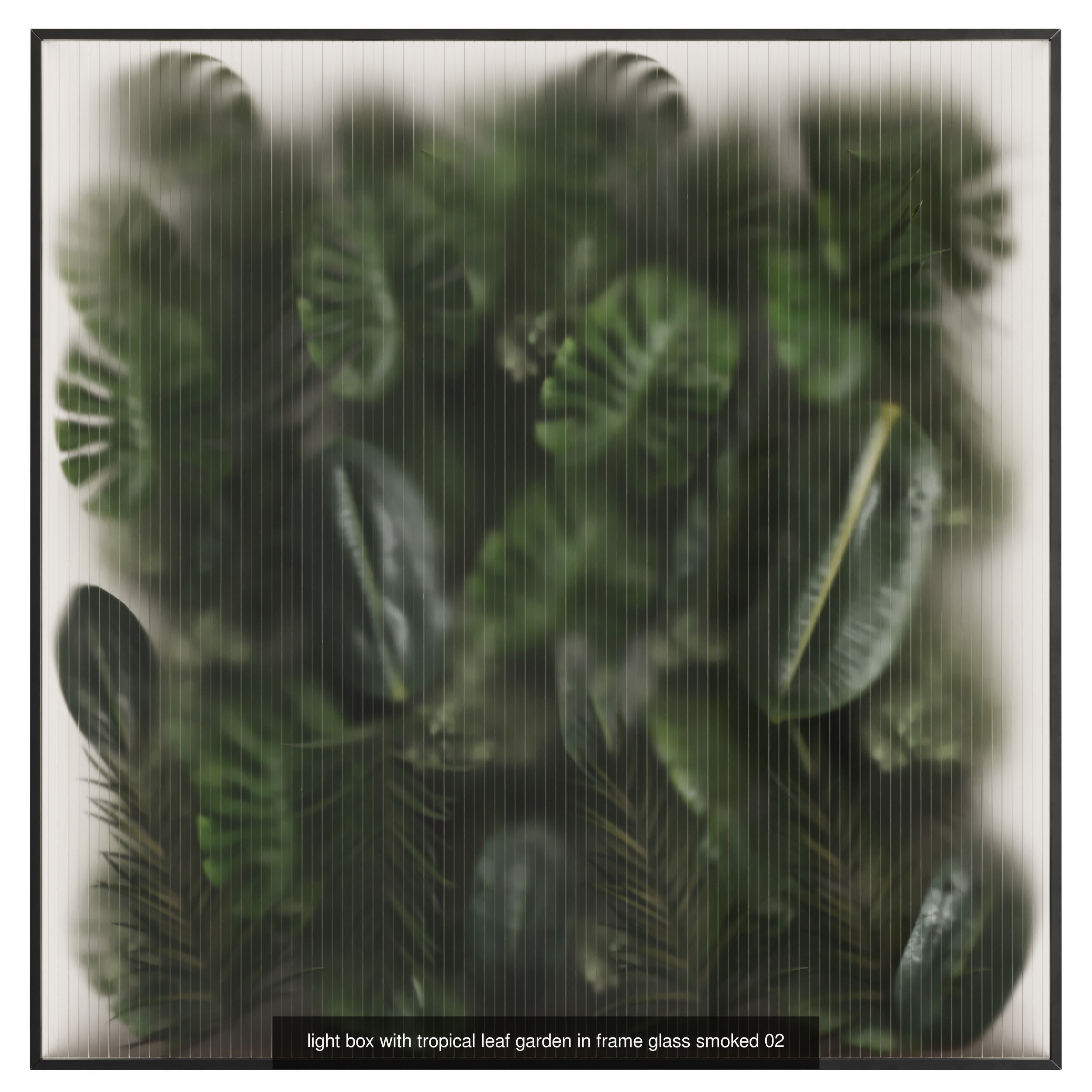 Indoor plant collection _1