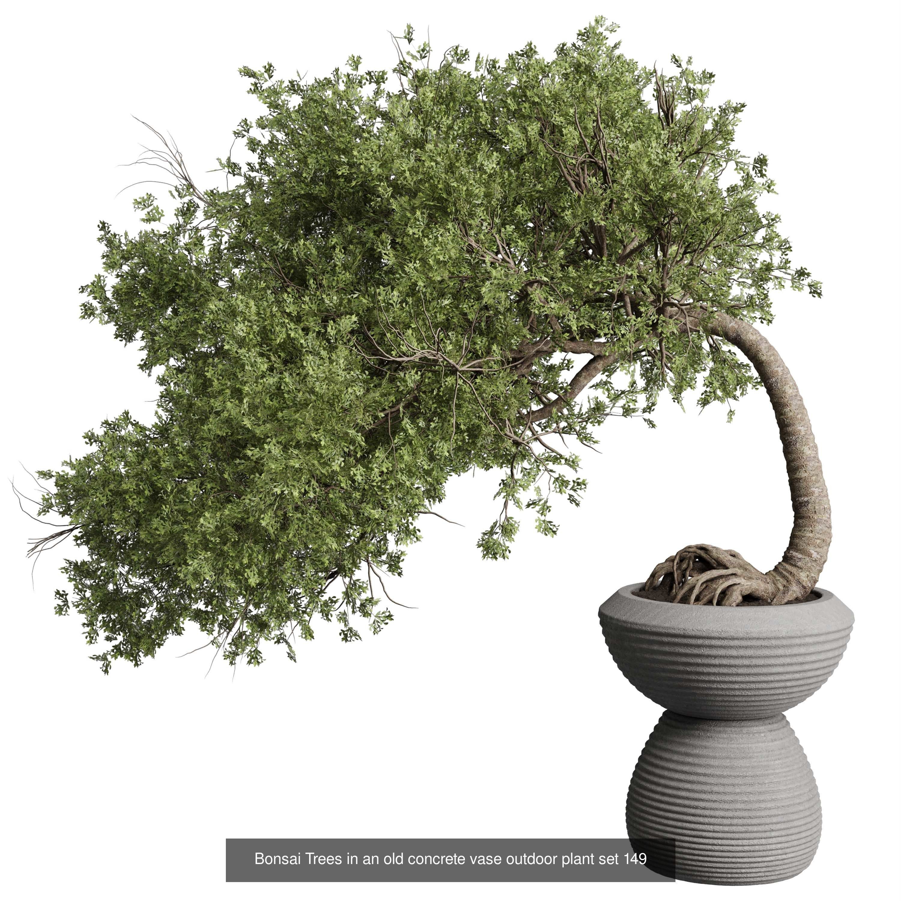 Indoor plant collection _4