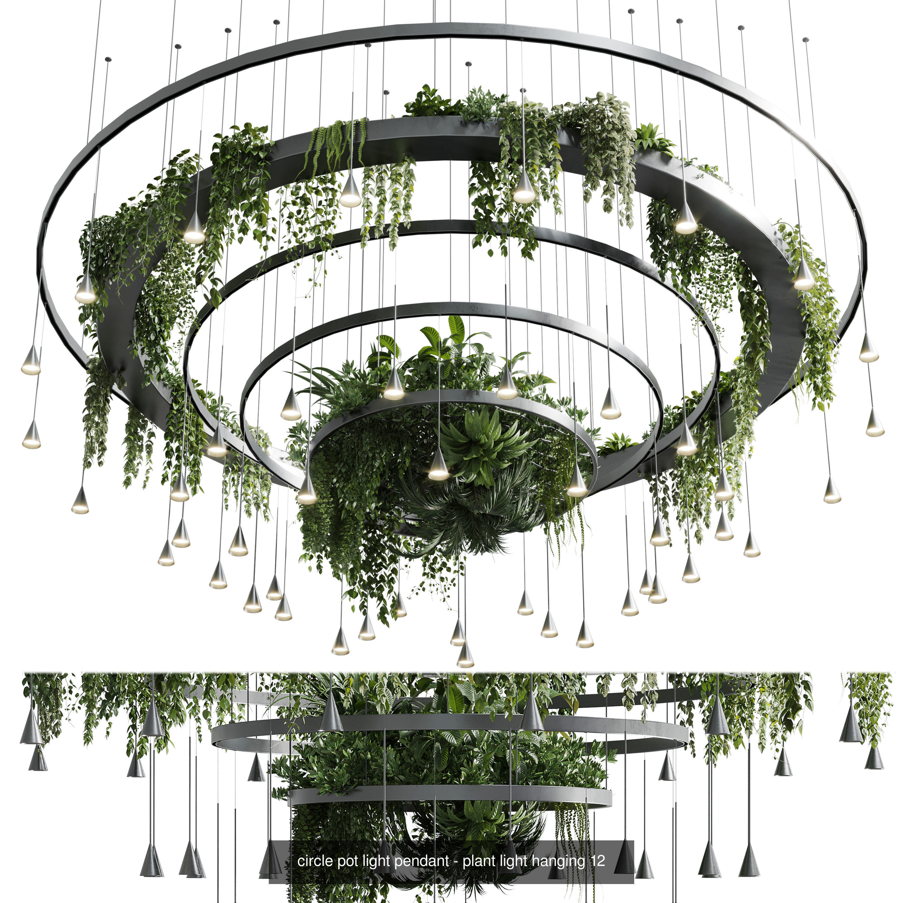 Indoor plant collection _2