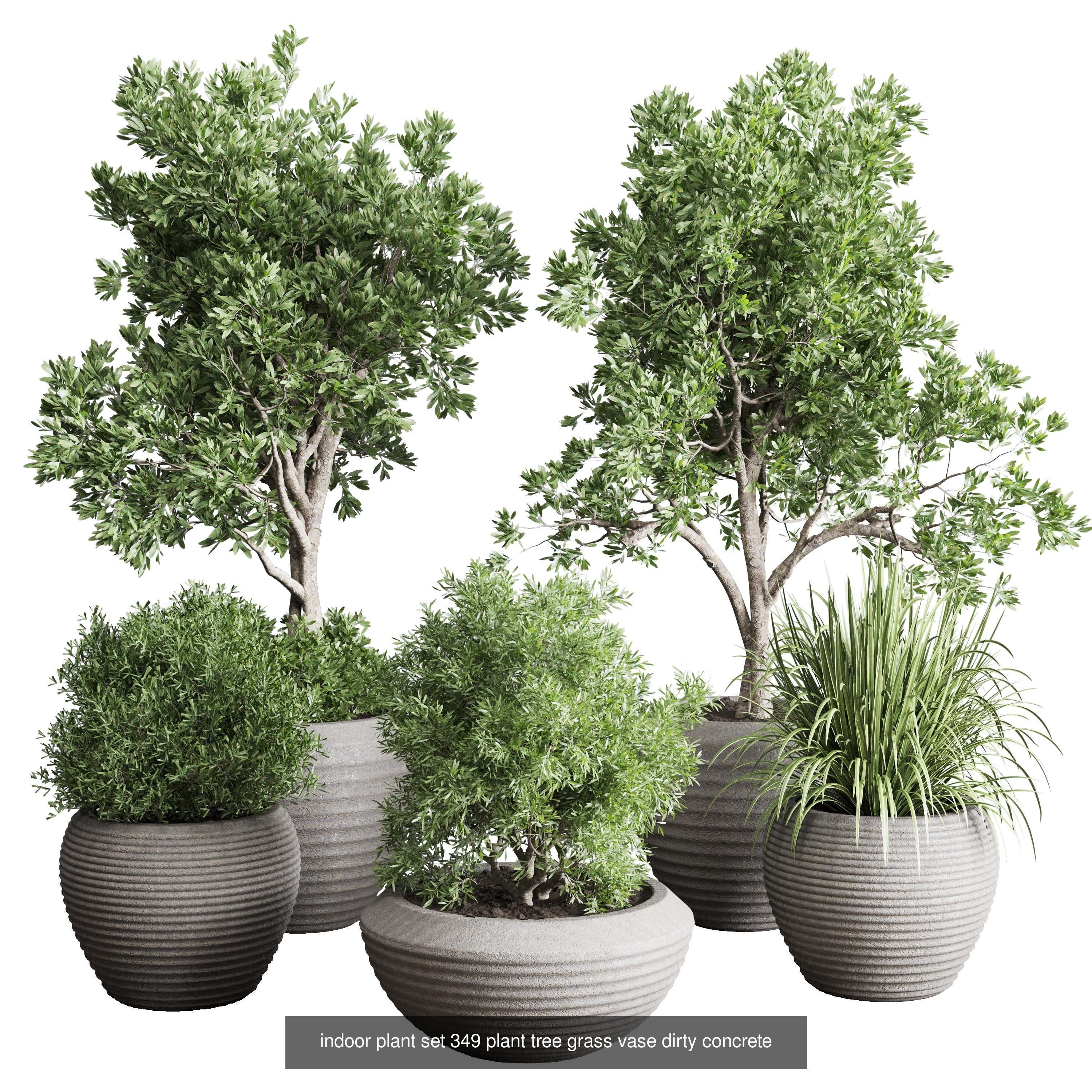 Indoor plant collection _6