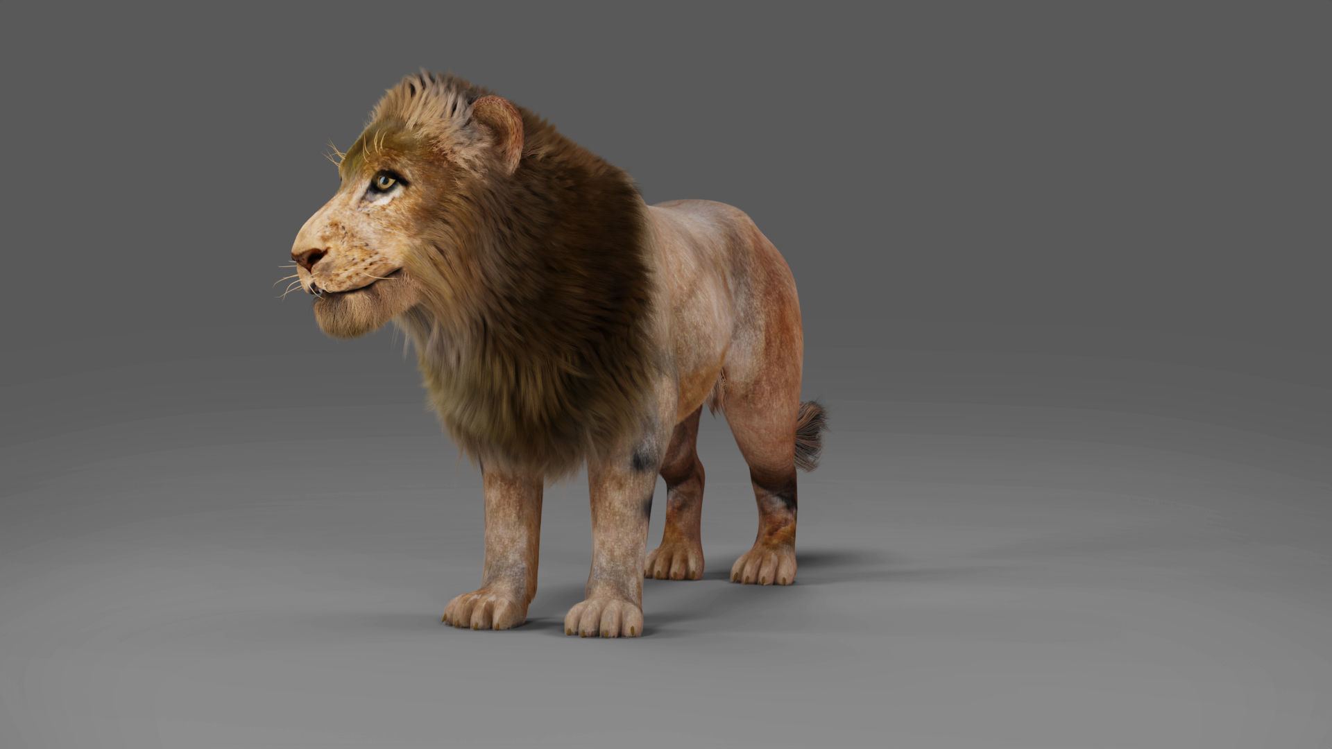 3D Fur Lion Rigged and Animation in Blender Low-poly 3D model_12