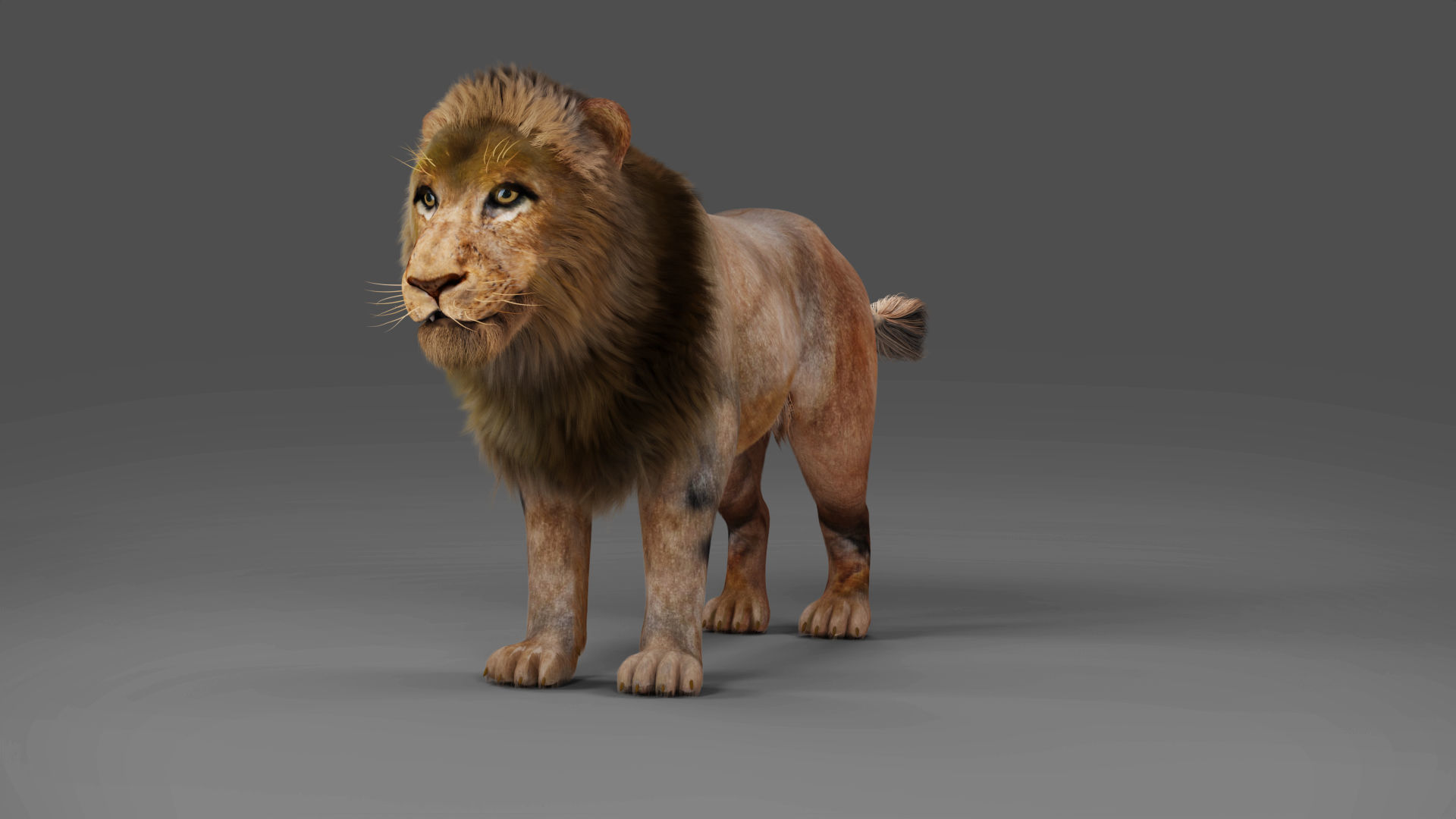 3D Fur Lion Rigged and Animation in Blender Low-poly 3D model_9