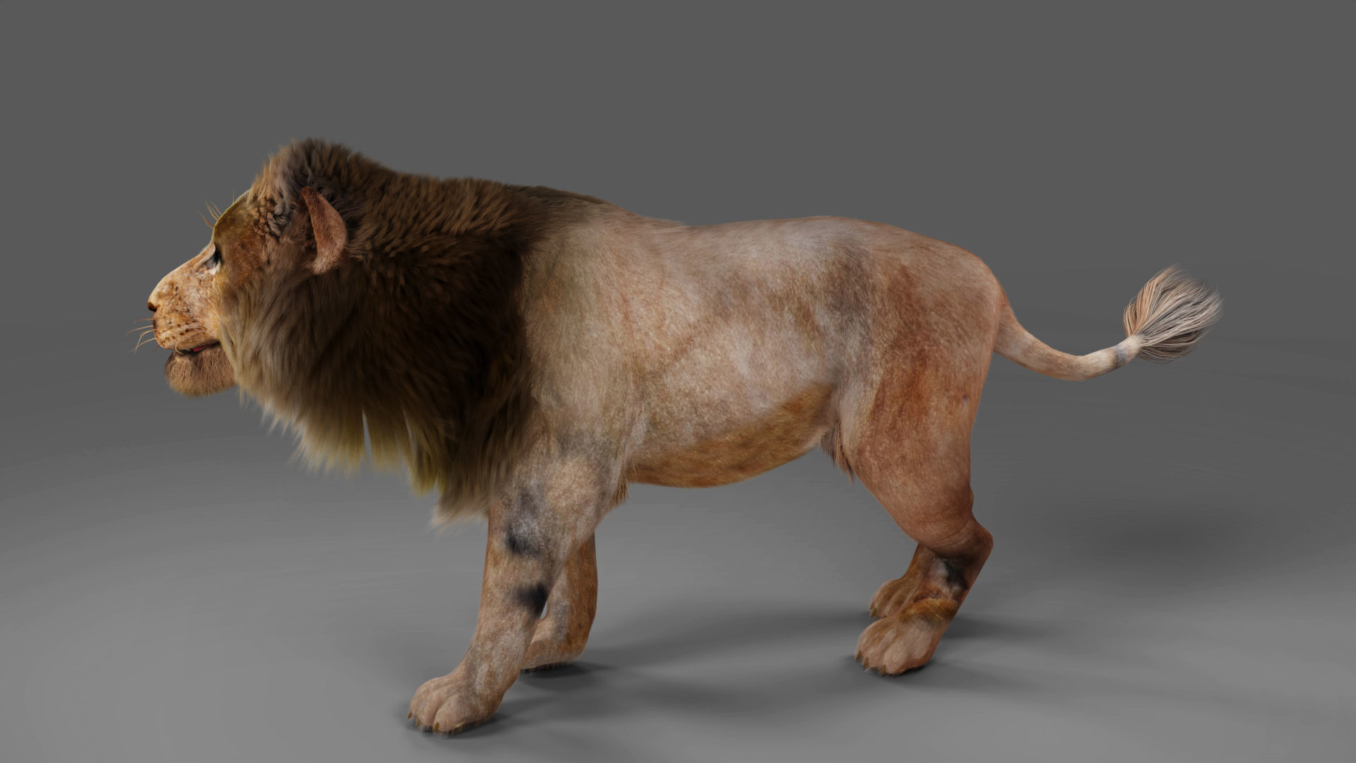 3D Fur Lion Rigged and Animation in Blender Low-poly 3D model_7