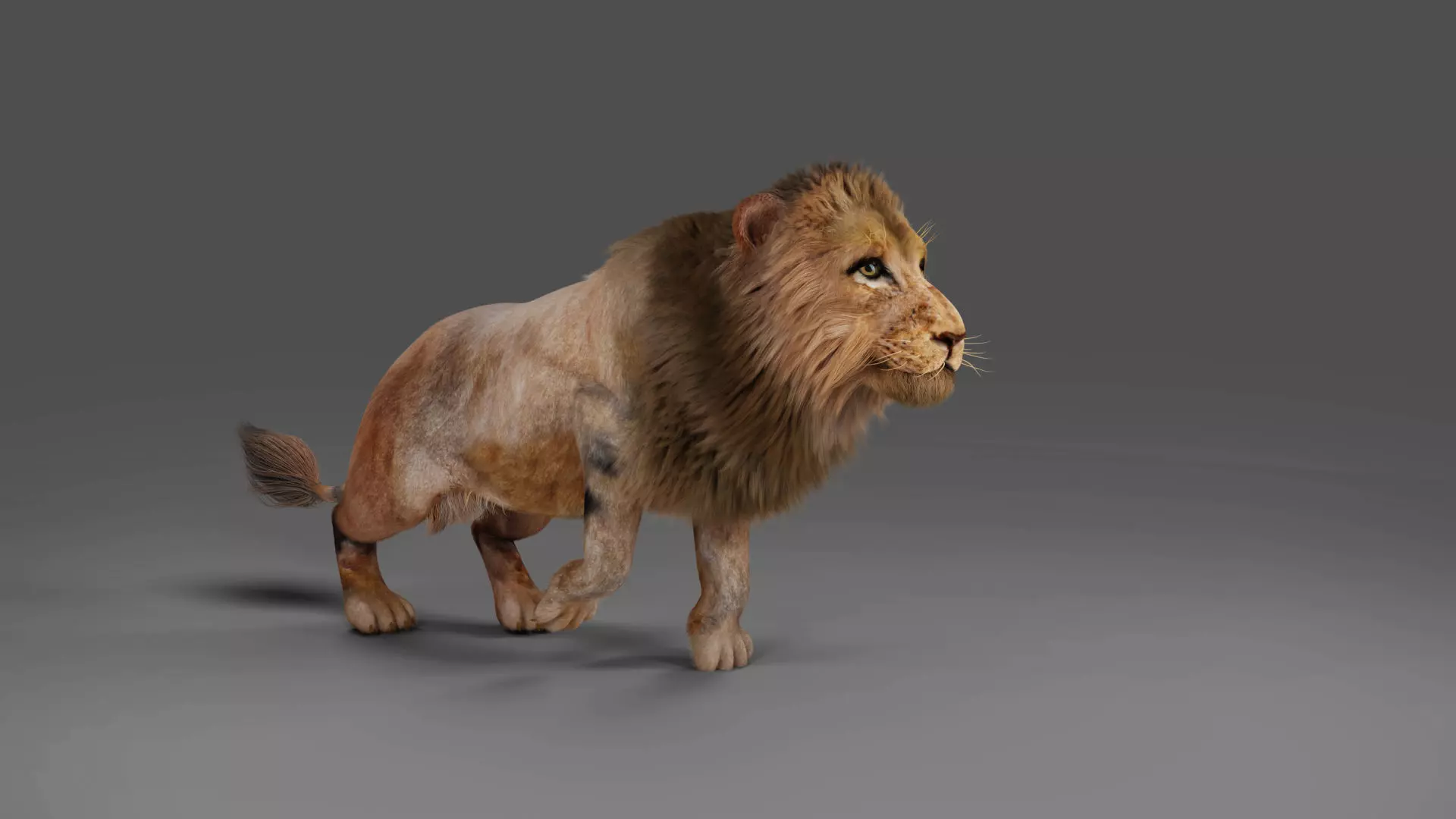3D Fur Lion Rigged and Animation in Blender Low-poly 3D model_0