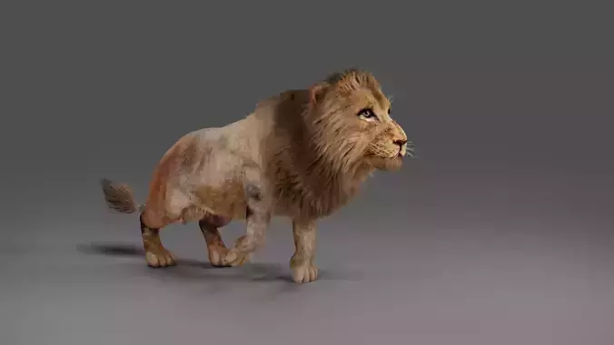 3D Fur Lion Rigged and Animation in Blender