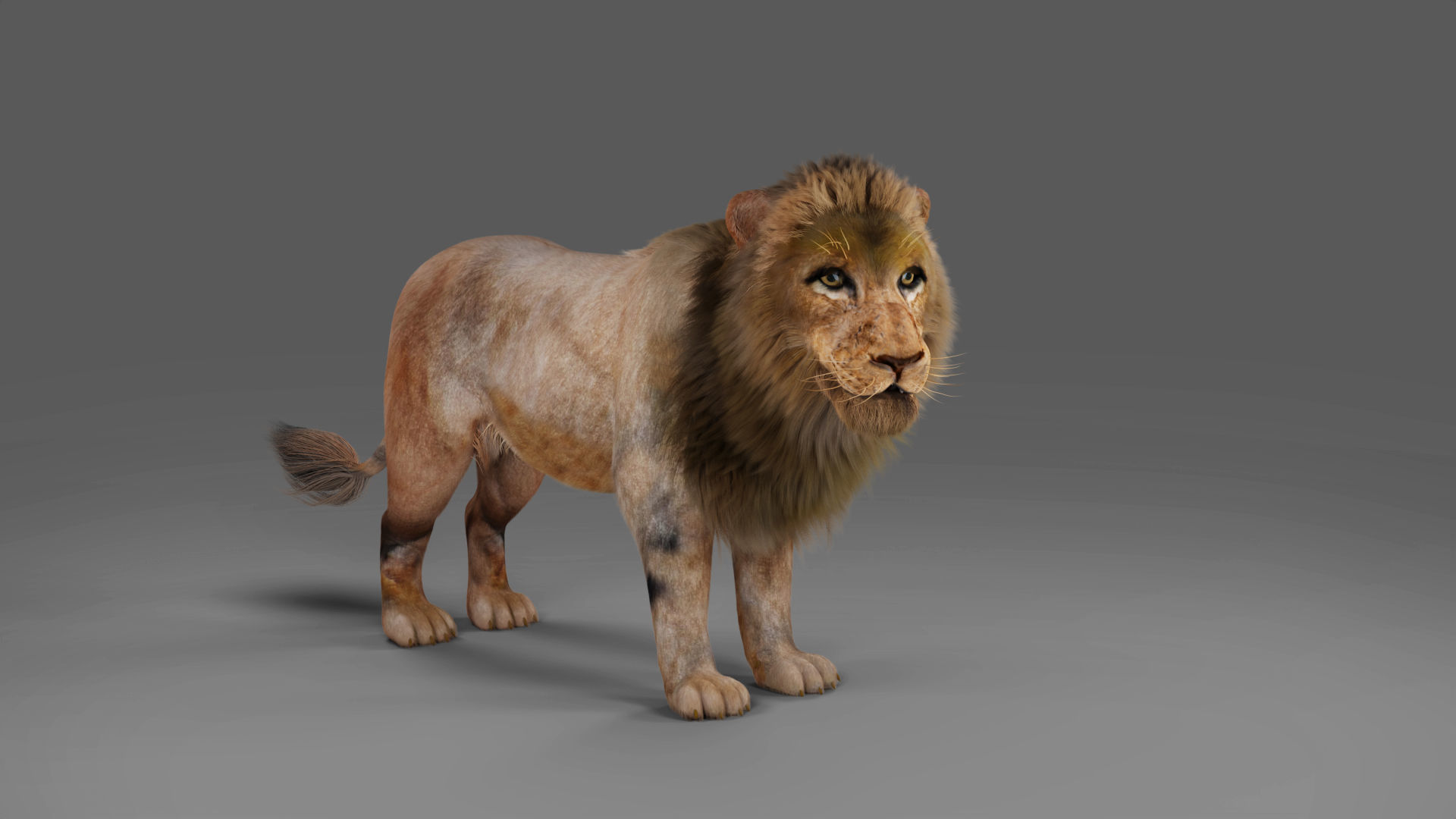 3D Fur Lion Rigged and Animation in Blender Low-poly 3D model_10