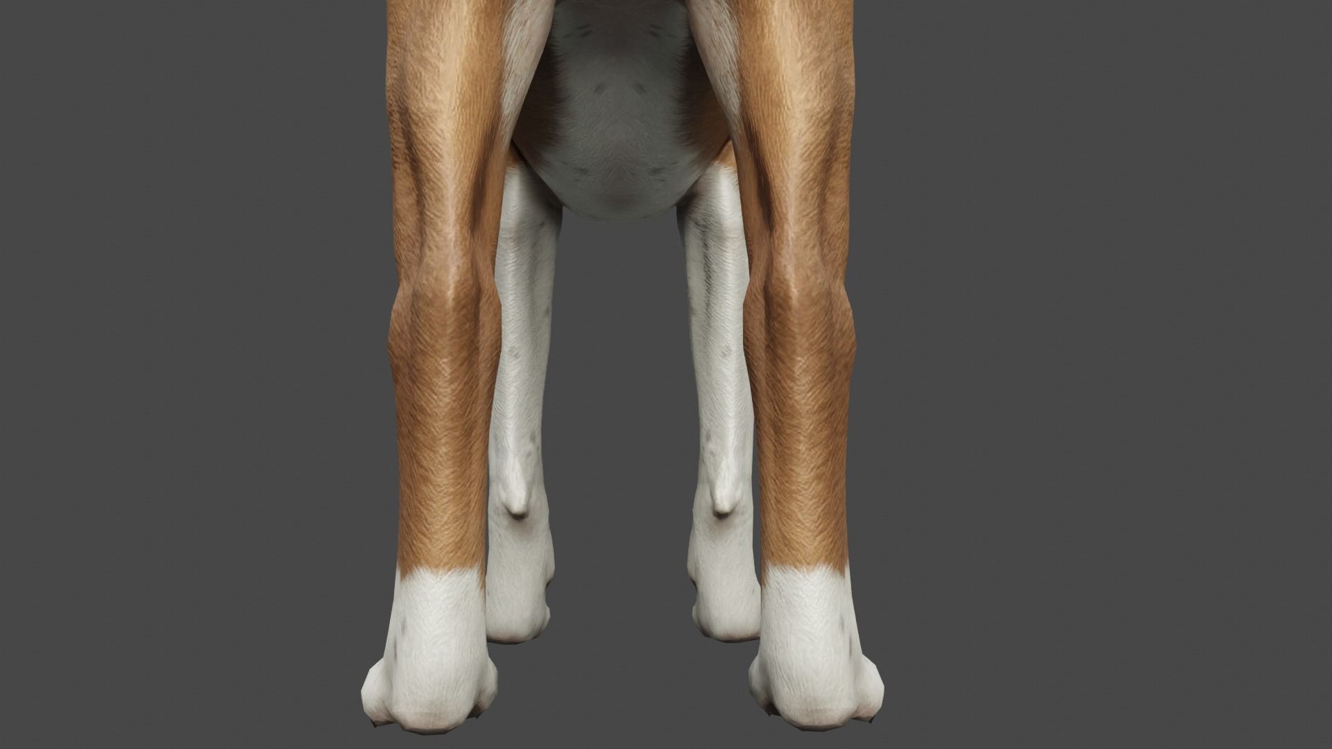 DOG - PITBULL Low-poly 3D model_5