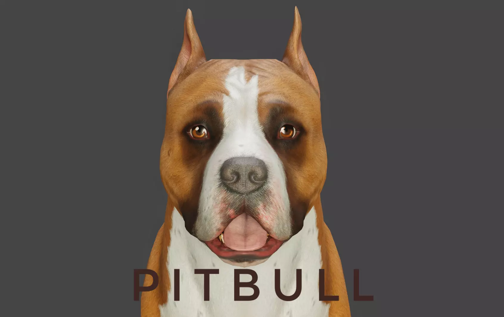 DOG - PITBULL Low-poly 3D model_0
