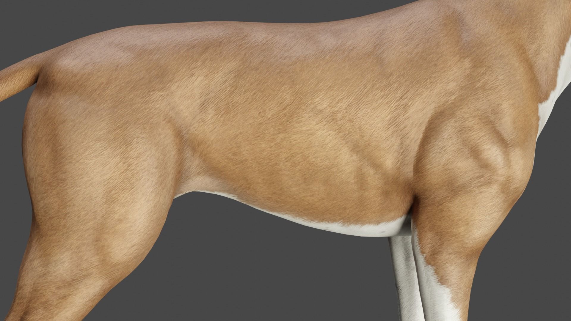 DOG - PITBULL Low-poly 3D model_7