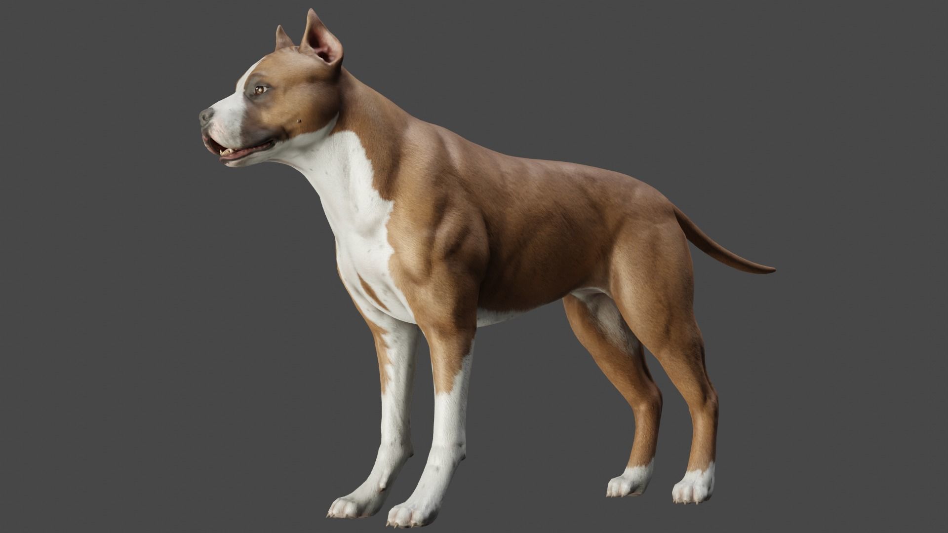 DOG - PITBULL Low-poly 3D model_4