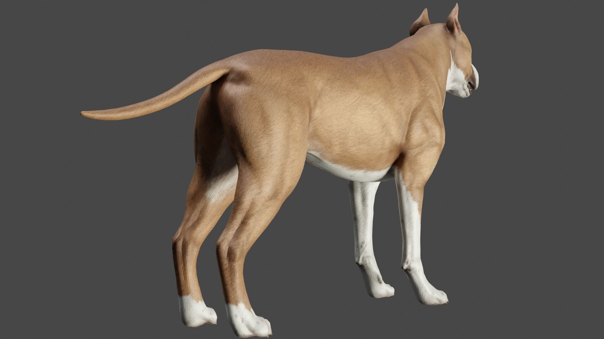 DOG - PITBULL Low-poly 3D model_10