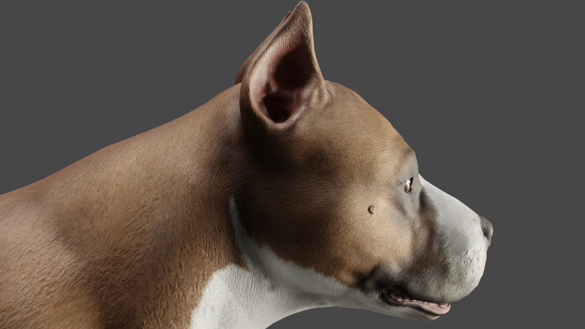 DOG - PITBULL Low-poly 3D model_6