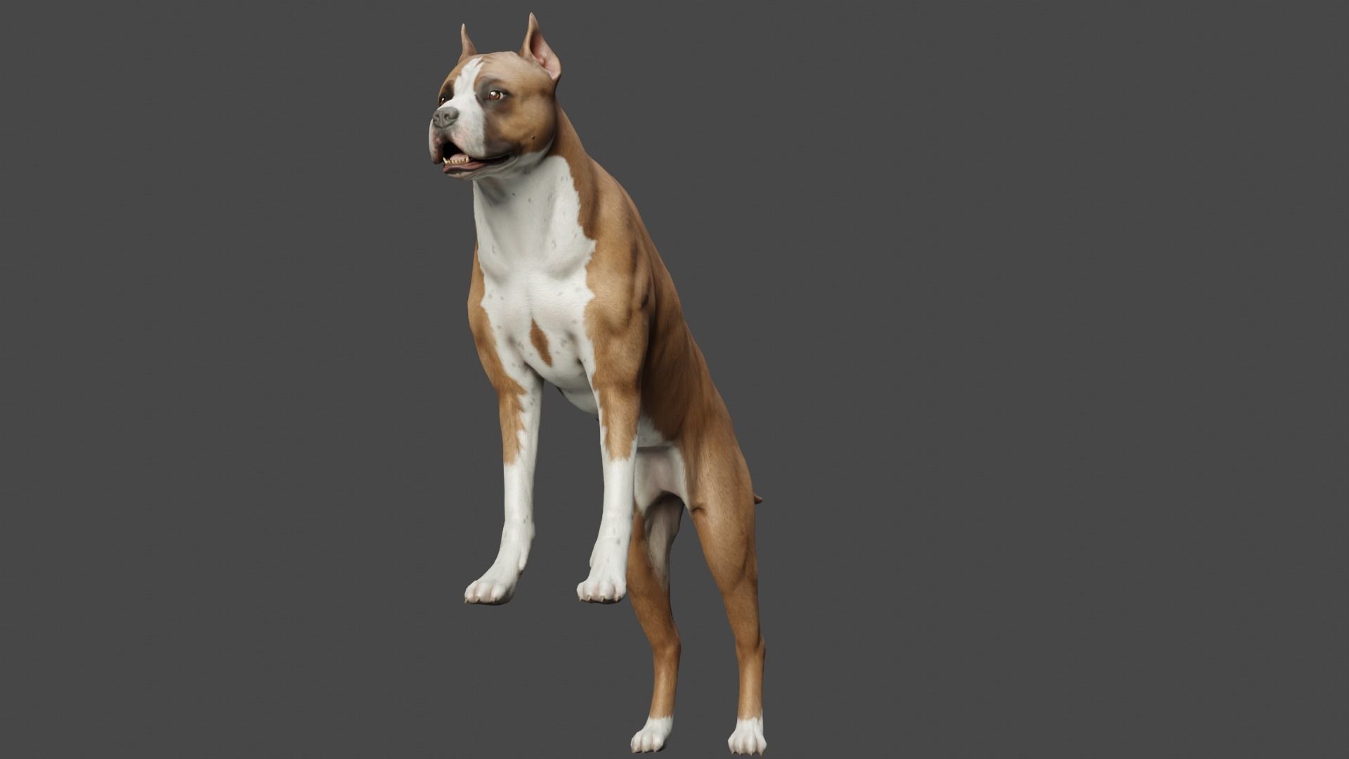 DOG - PITBULL Low-poly 3D model_13