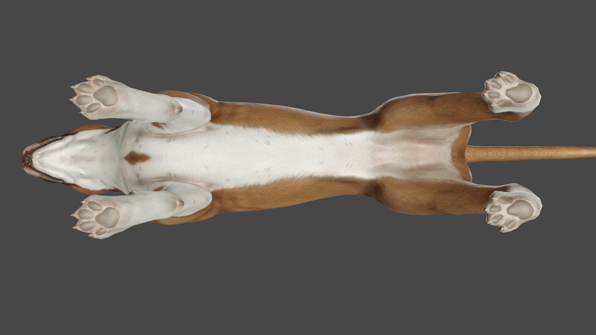 DOG - PITBULL Low-poly 3D model_12