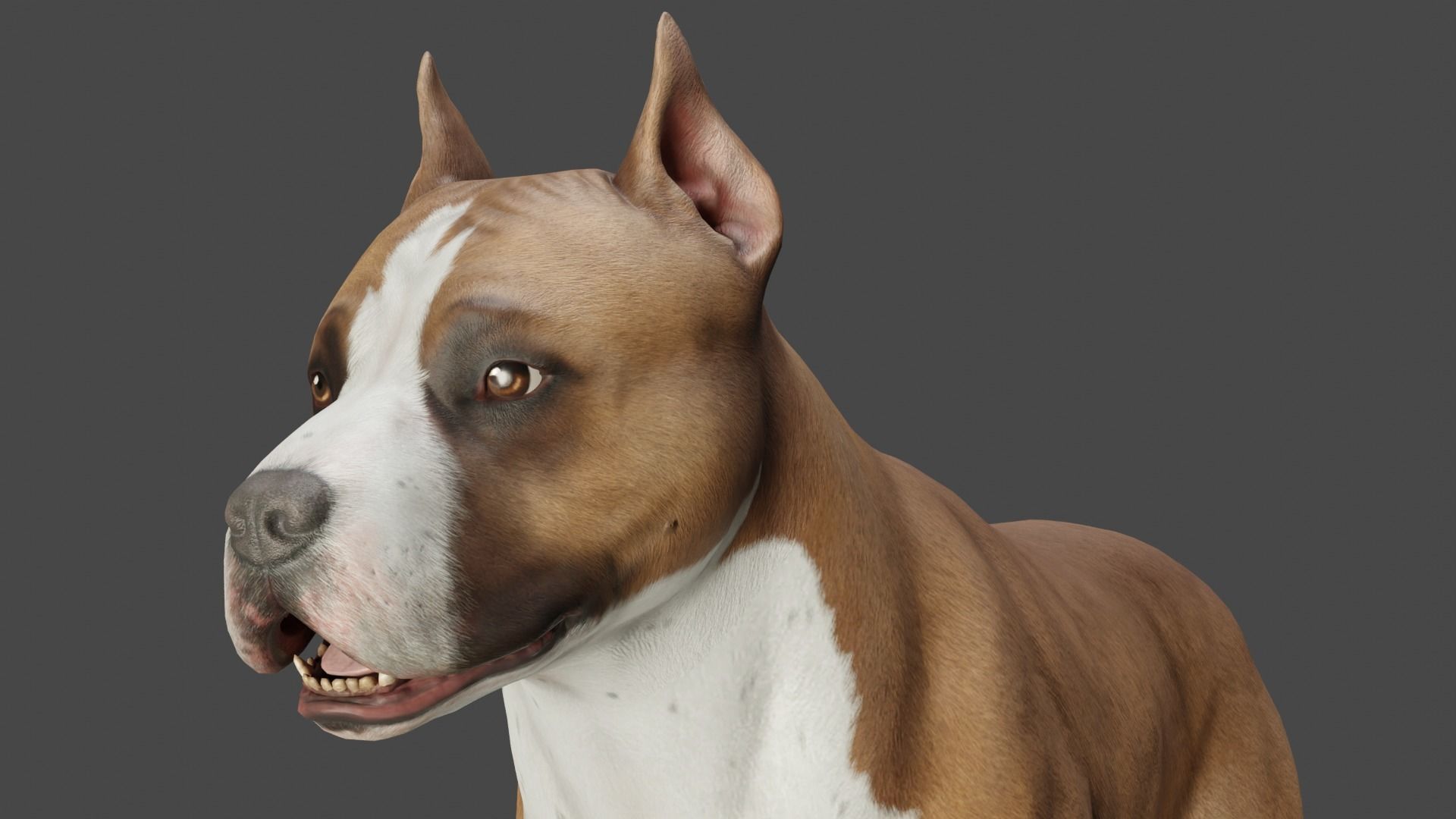 DOG - PITBULL Low-poly 3D model_1