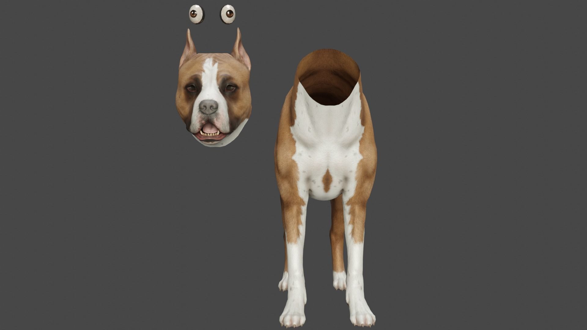 DOG - PITBULL Low-poly 3D model_14