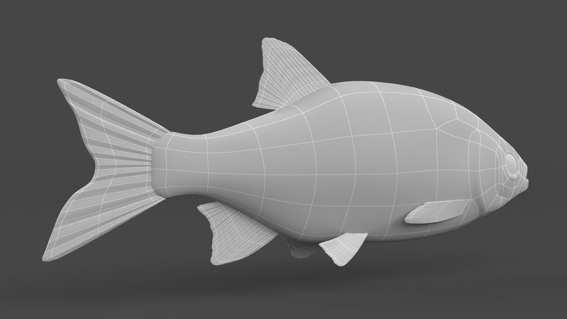 Rudd Fish 3D model_8