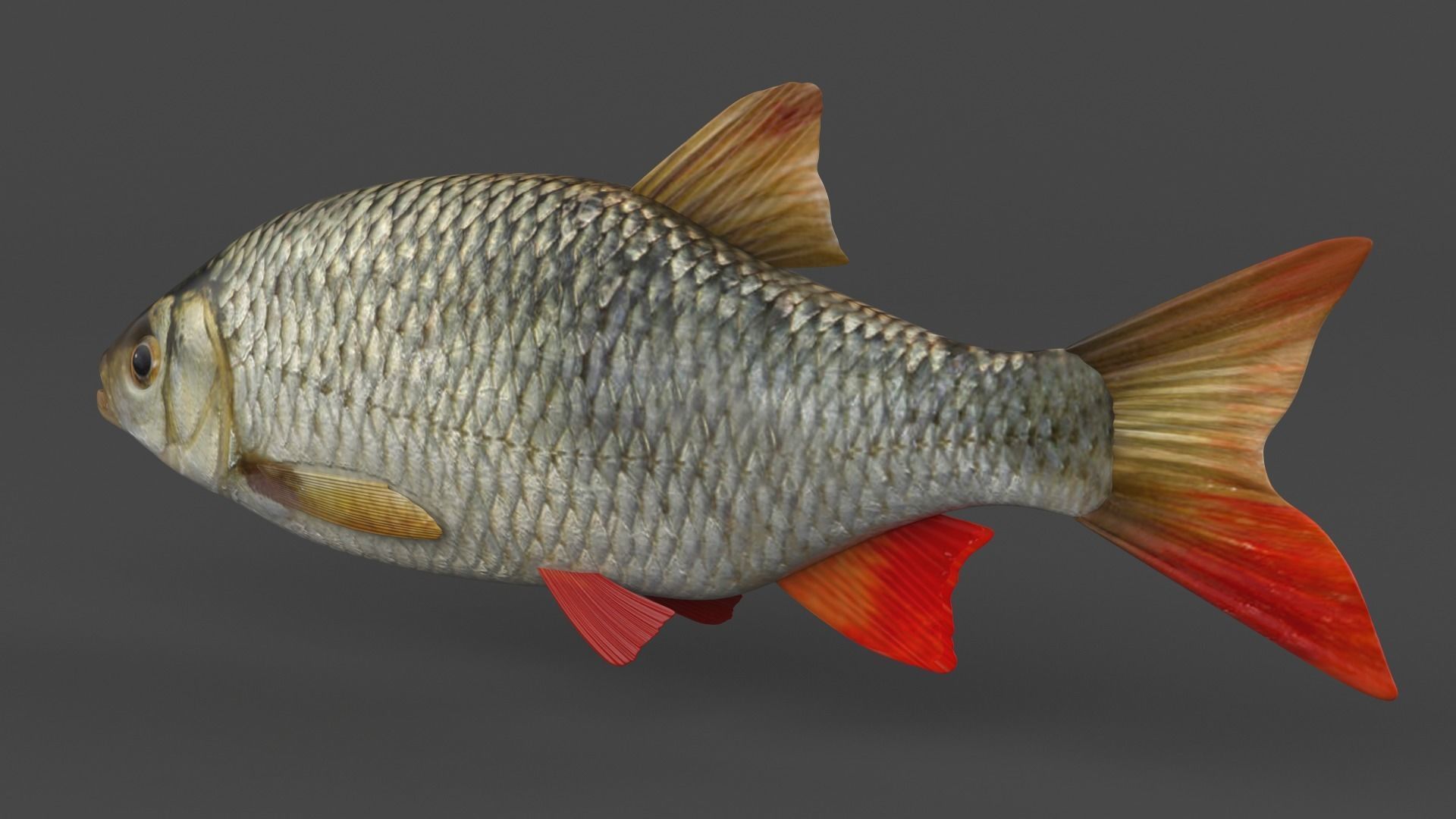 Rudd Fish 3D model_4