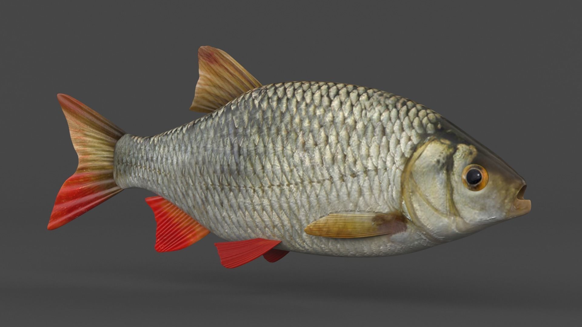 Rudd Fish 3D model_2