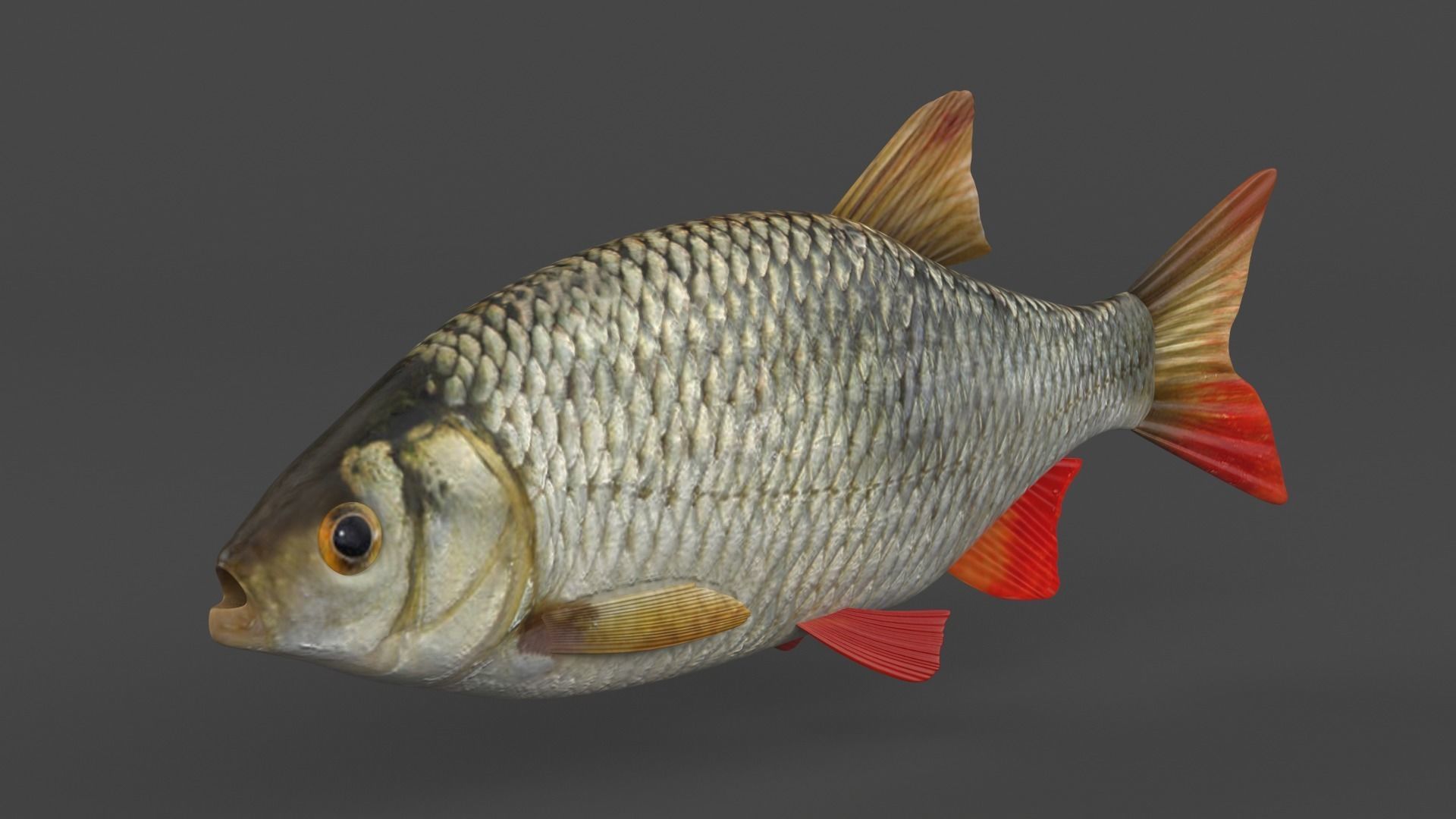 Rudd Fish 3D model_1