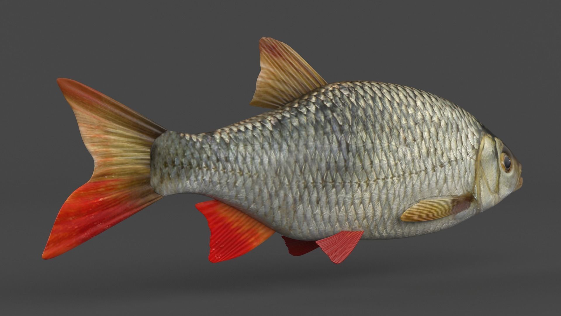 Rudd Fish 3D model_3