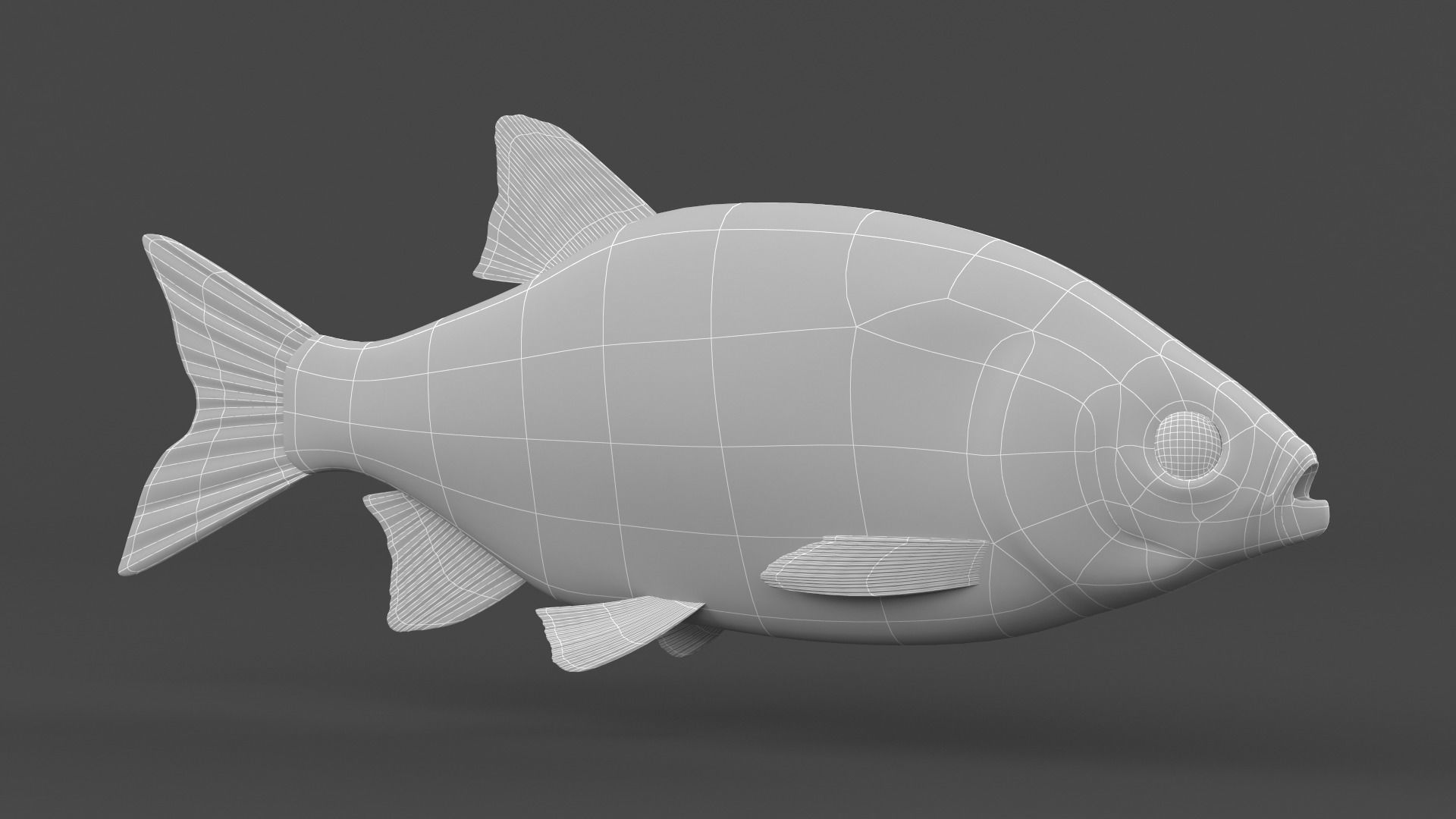 Rudd Fish 3D model_7