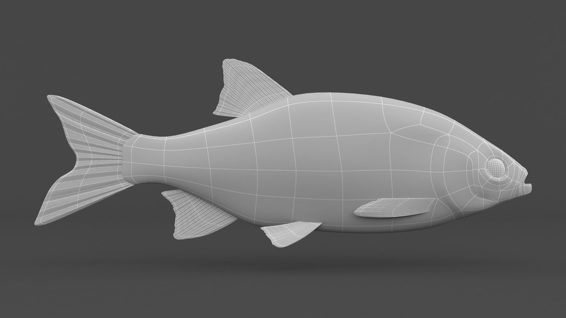 Rudd Fish 3D model_5