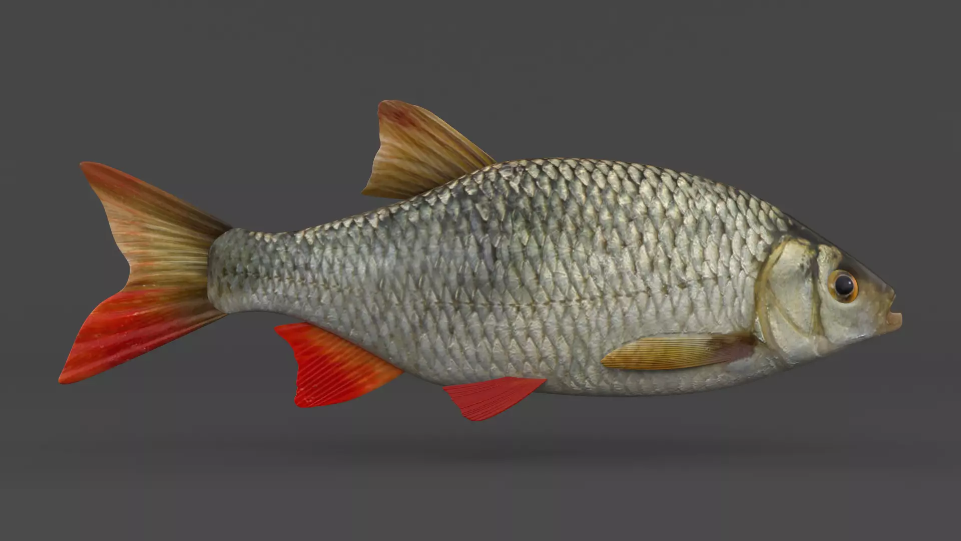 Rudd Fish 3D model_0