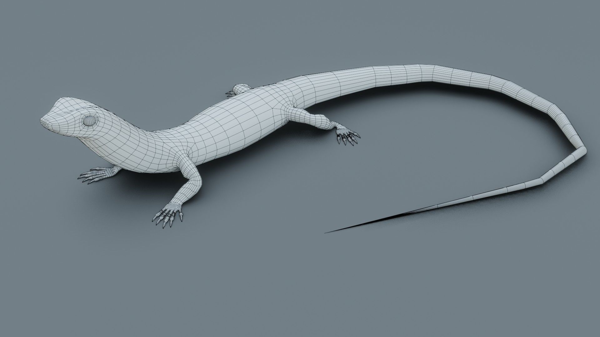 Lizard - Low Poly - Game Ready - PBR - Rigged Low-poly 3D model_17