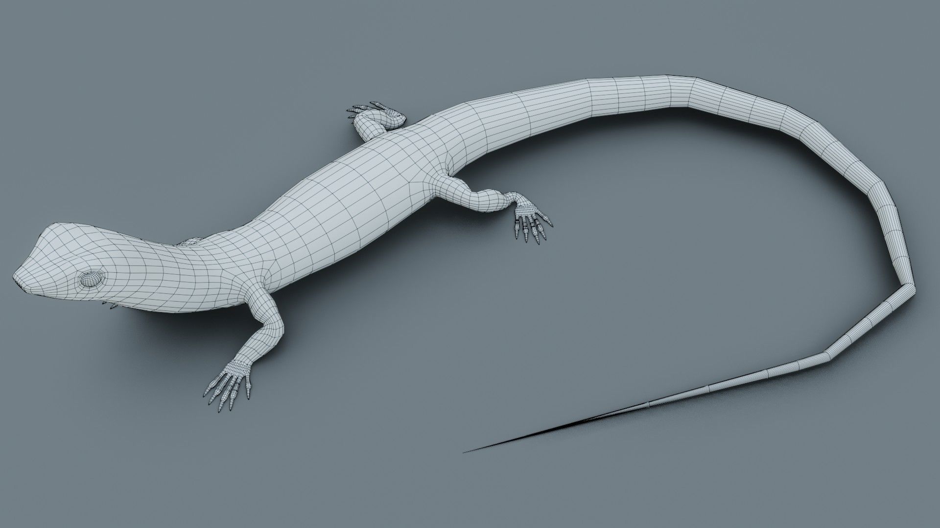 Lizard - Low Poly - Game Ready - PBR - Rigged Low-poly 3D model_10